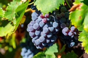 mengenal-carignan-wine-paling-langka-dari-chili