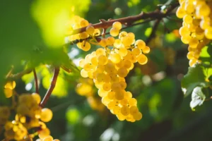 chardonnay-mengapa-anggur-ini-begitu-dicintai-di-seluruh-dunia