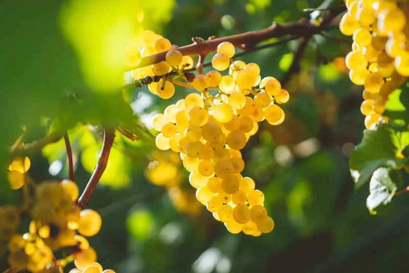chardonnay-mengapa-anggur-ini-begitu-dicintai-di-seluruh-dunia